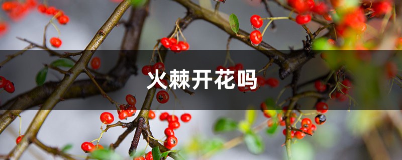 火棘开花吗