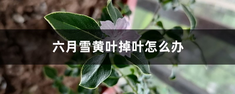 六月雪黄叶掉叶怎么办