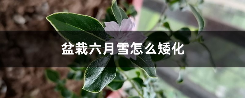 盆栽六月雪怎么矮化