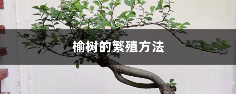 榆树的繁殖方法