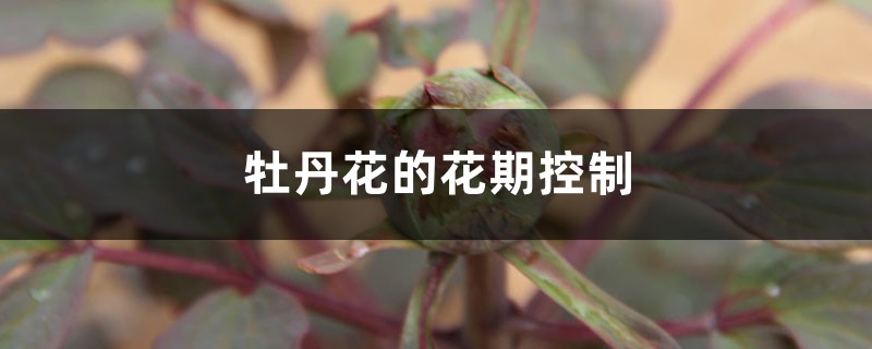 牡丹花的花期控制