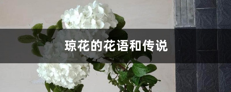 琼花的花语和传说