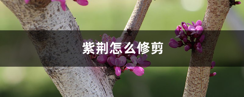 紫荆怎么修剪