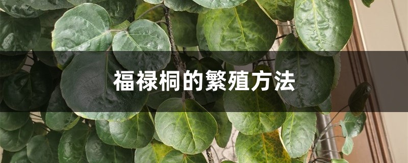 福禄桐的繁殖方法