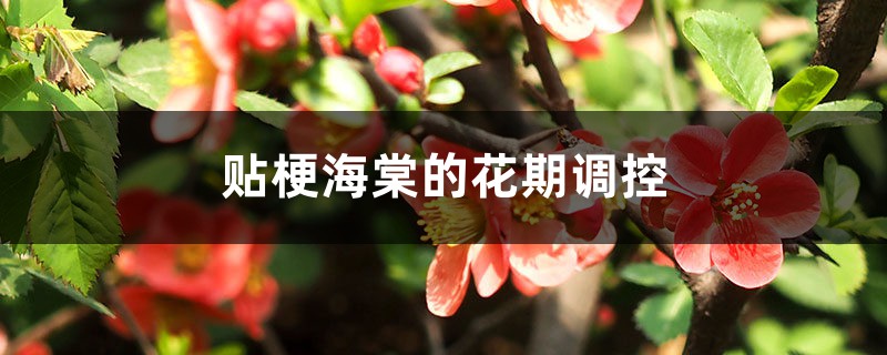 贴梗海棠的花期调控