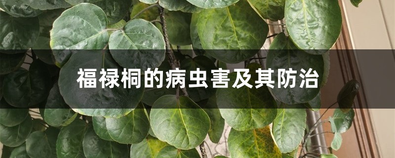 福禄桐的病虫害及其防治