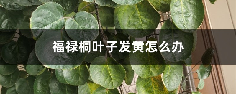 福禄桐叶子发黄怎么办