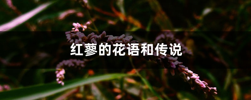 红蓼的花语和传说