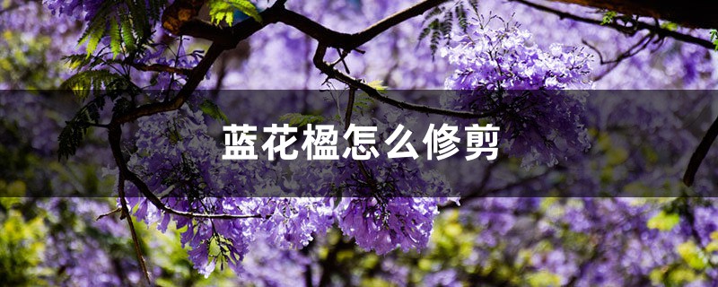 蓝花楹怎么修剪