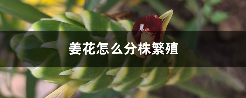 姜花怎么分株繁殖