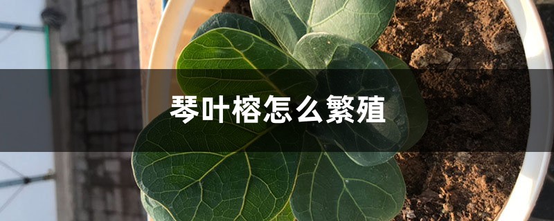 琴叶榕怎么繁殖