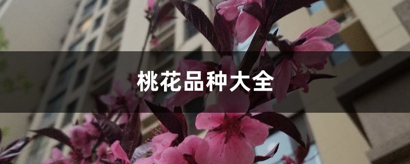 桃花品种大全