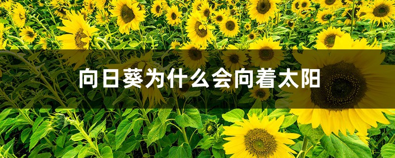 向日葵为什么会向着太阳