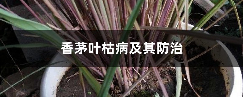 香茅叶枯病及其防治