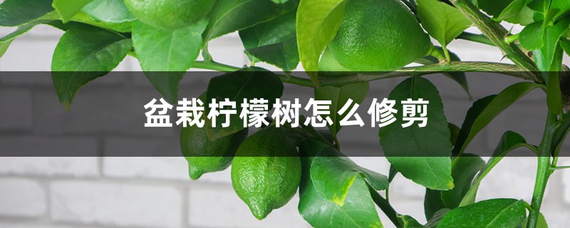 盆栽柠檬树怎么修剪