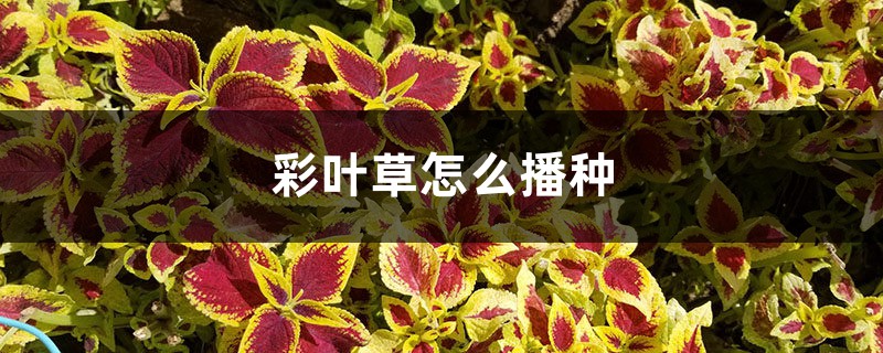 彩叶草怎么播种