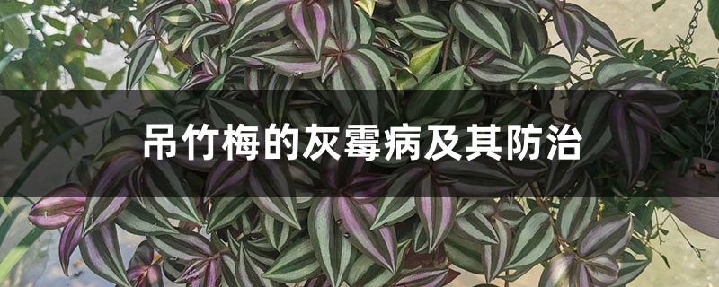 吊竹梅的灰霉病及其防治 吊竹梅的灰霉病及其防治