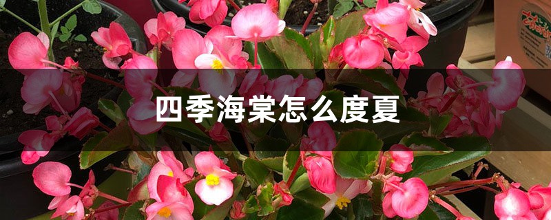 四季海棠怎么度夏