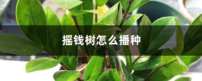 摇钱树怎么播种