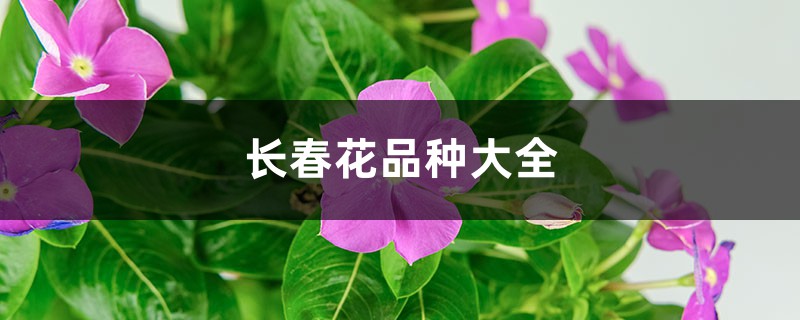 长春花品种大全