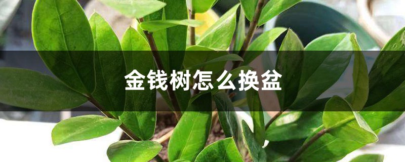 金钱树怎么换盆