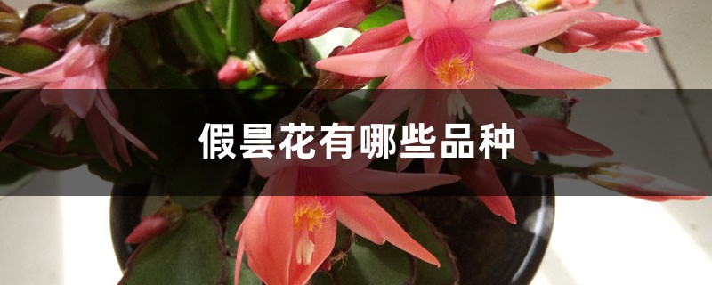 假昙花有哪些品种