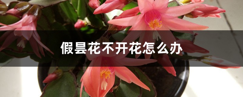 假昙花不开花怎么办