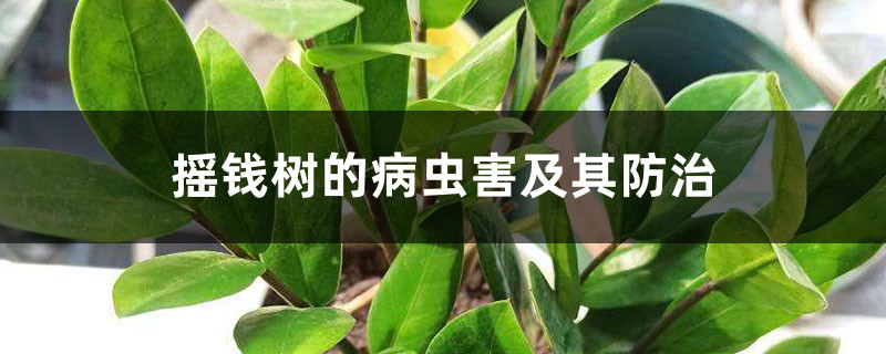 摇钱树的病虫害及其防治