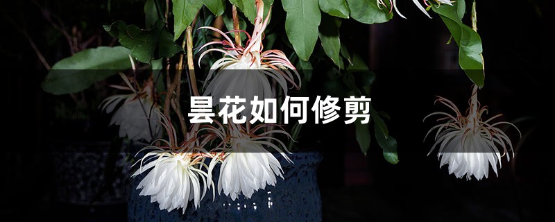 昙花如何修剪 昙花如何修剪