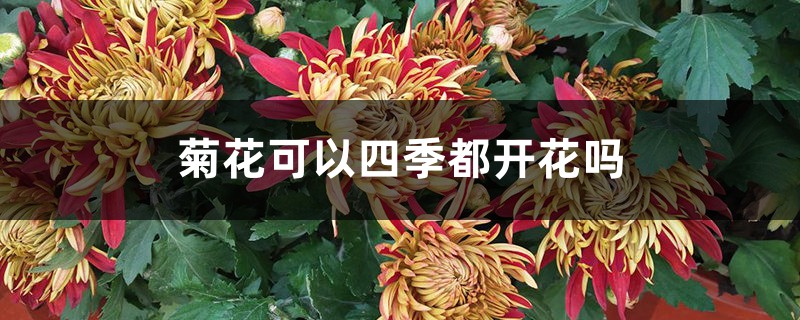 菊花可以四季都开花吗