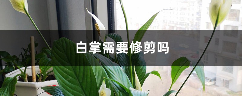 白掌需要修剪吗