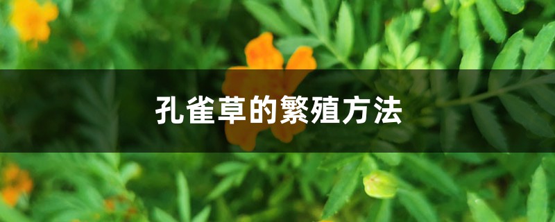 孔雀草的繁殖方法