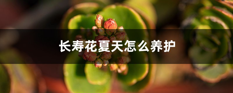 长寿花夏天怎么养护