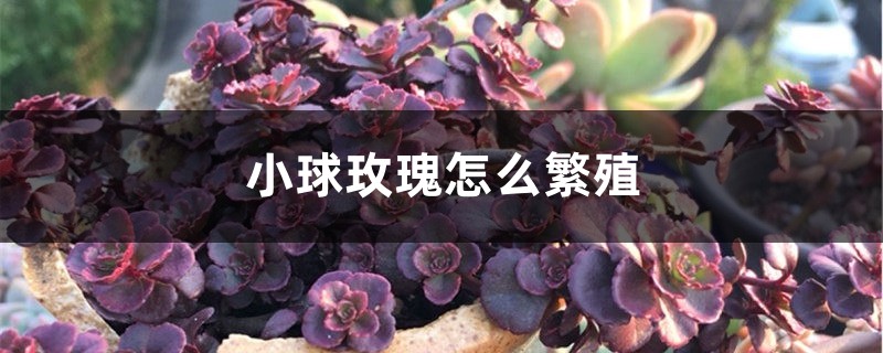 小球玫瑰怎么繁殖