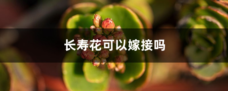 长寿花可以嫁接吗 长寿花可以嫁接吗