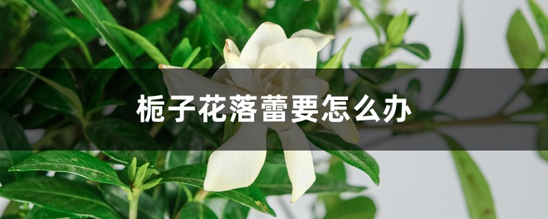 栀子花落蕾要怎么办