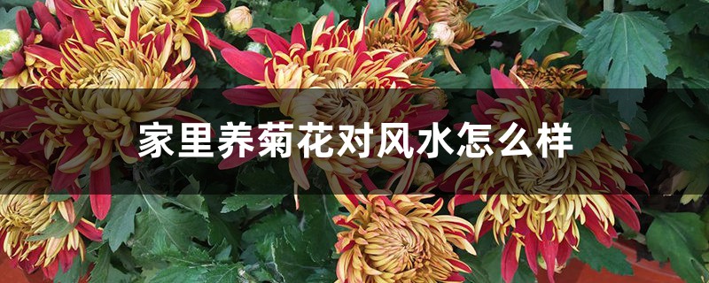 家里养菊花对风水怎么样