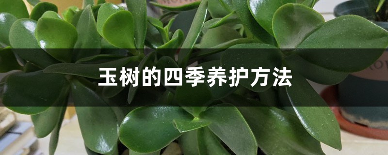 玉树的四季养护方法