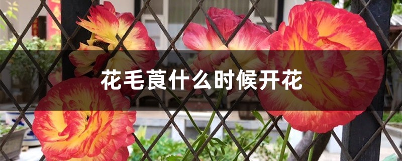 花毛莨什么时候开花