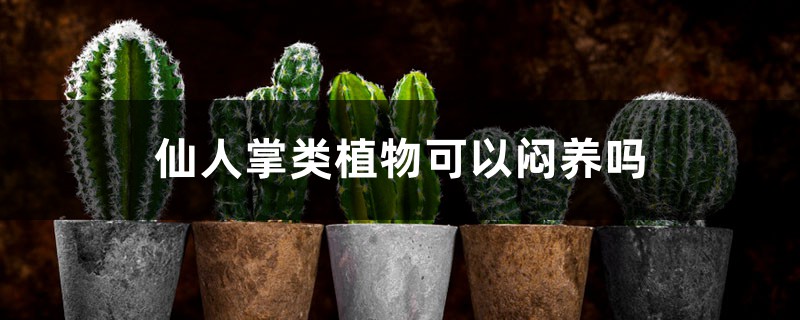 仙人掌类植物可以闷养吗