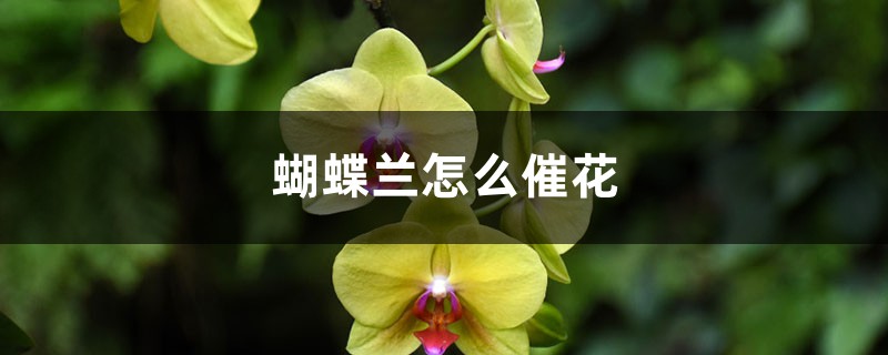 蝴蝶兰怎么催花