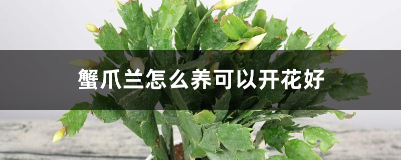 蟹爪兰怎么养可以开花好