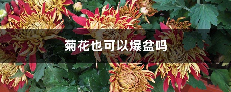 菊花也可以爆盆吗