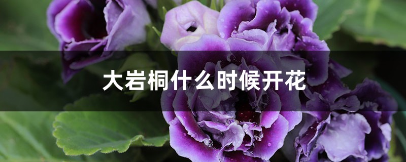 大岩桐什么时候开花