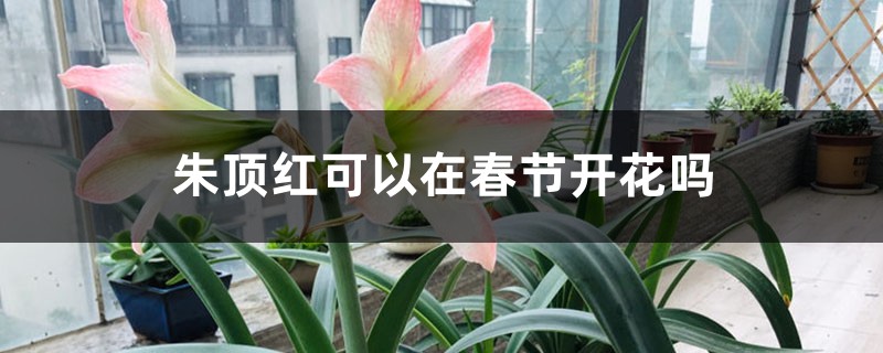 朱顶红可以在春节开花吗