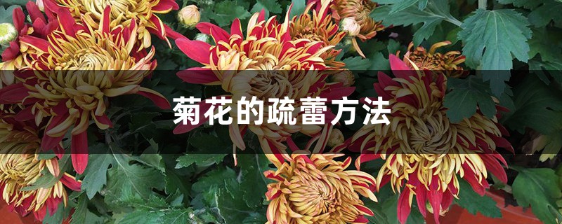 菊花的疏蕾方法