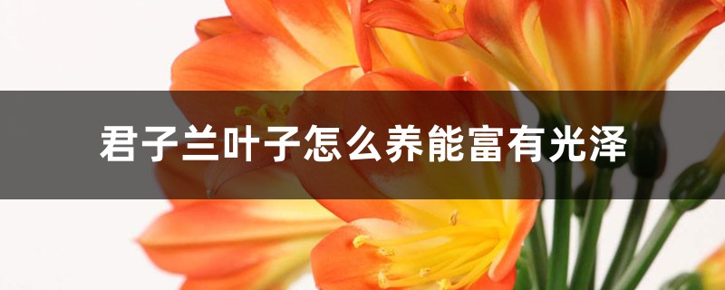 君子兰叶子怎么养能富有光泽