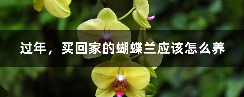 过年,买回家的蝴蝶兰应该怎么养 过年,买回家的蝴蝶兰应该怎么养