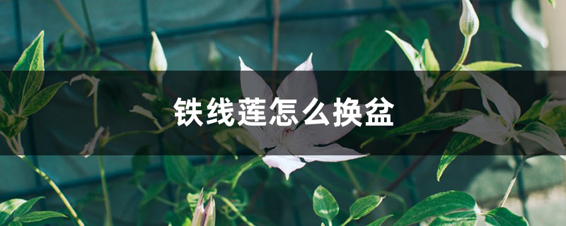 铁线莲怎么换盆