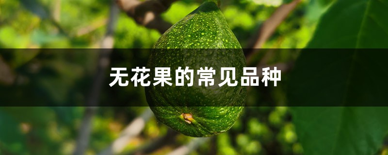 无花果的常见品种